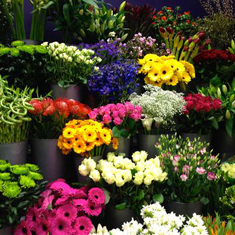 6 month supply of flowers